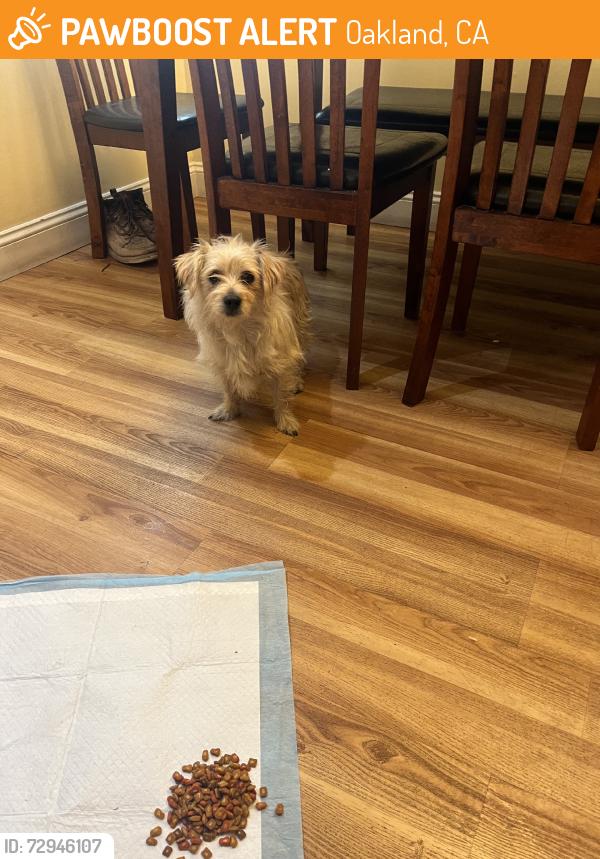 Found/Stray Female Dog last seen 102nd avenue oakland ca, Oakland, CA 94603