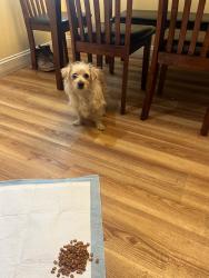 Found/Stray Female Dog last seen 102nd avenue oakland ca, Oakland, CA 94603