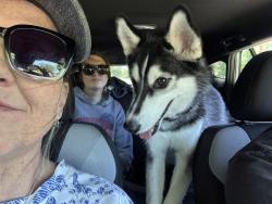 Found/Stray Female Dog last seen Northridge Park, Bowie MD, Bowie, MD 20720