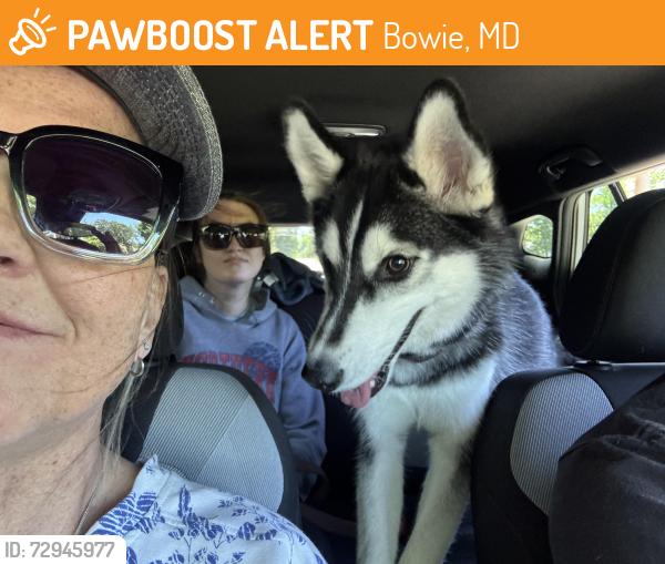 Found/Stray Female Dog last seen Northridge Park, Bowie MD, Bowie, MD 20720