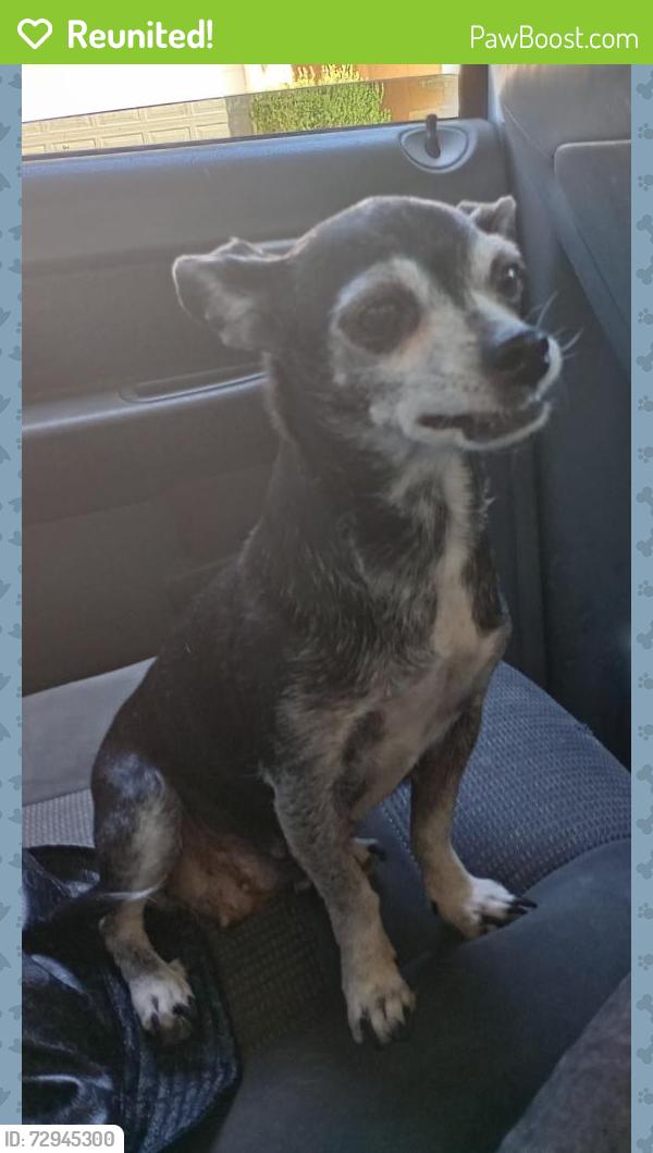 Reunited Female Dog last seen Decatur and Es E. Dr., Las Vegas, NV 89107