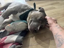 Reunited Male Dog last seen Madison and E. 37th, Denver, CO 80205