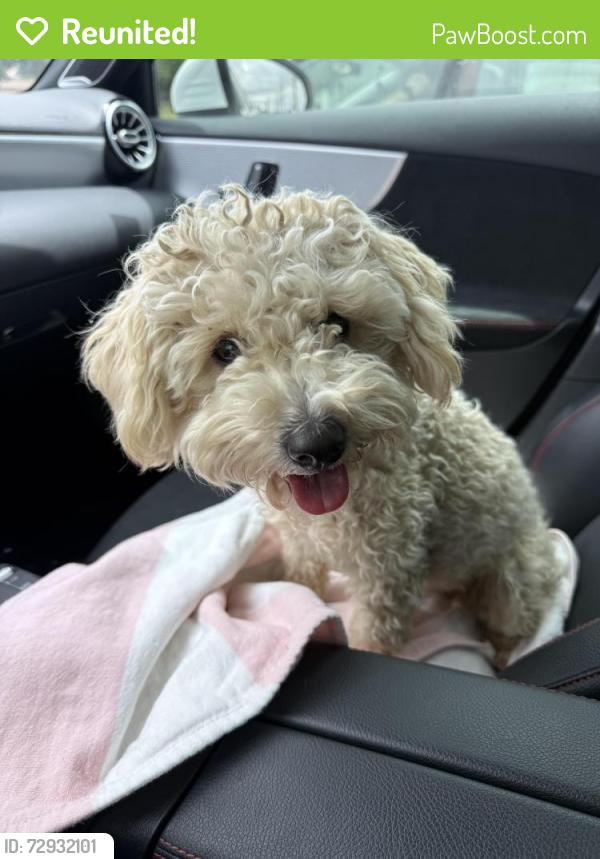 Reunited Female Dog last seen Leon and Wickerd , Winchester, CA 92596