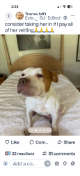Found/Stray Female Dog last seen Nichols sawmill & bishop rd Montgomery Tx, Magnolia, TX 77353