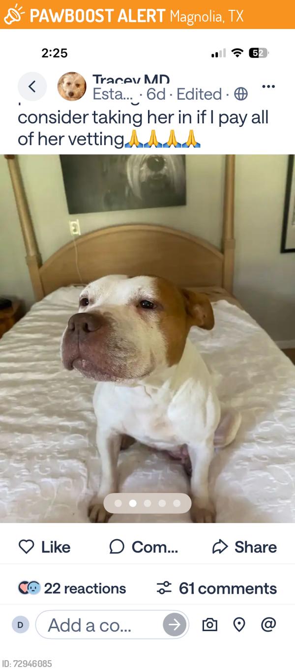 Found/Stray Female Dog last seen Nichols sawmill & bishop rd Montgomery Tx, Magnolia, TX 77353