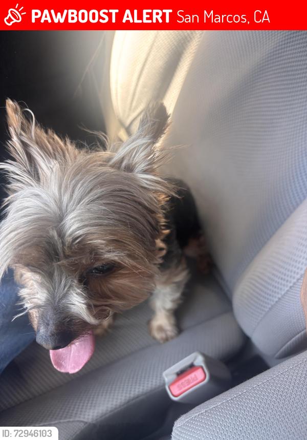 Lost Female Dog last seen Pleasant way and Richmar ave , San Marcos, CA 92069