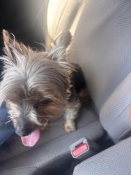 Lost Female Dog last seen Pleasant way and Richmar ave , San Marcos, CA 92069