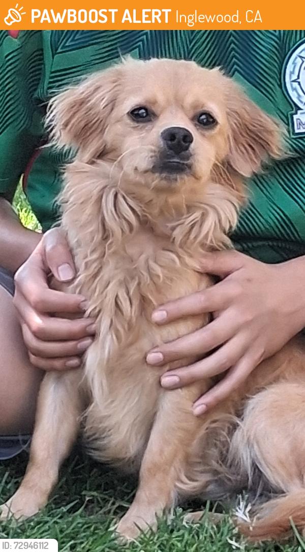 Found/Stray Male Dog last seen Chester Blvd Inglewood , Inglewood, CA 90302