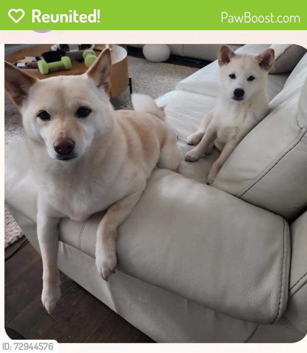 Reunited Female Dog last seen 162nd and 1st, Vancouver, WA 98684
