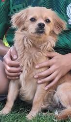 Found/Stray Male Dog last seen Chester Blvd Inglewood , Inglewood, CA 90302