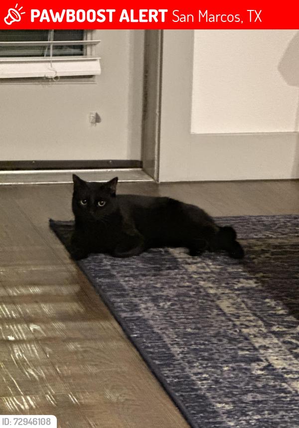 Lost Female Cat last seen The crunch, or the big target, or specs, San Marcos, TX 78666