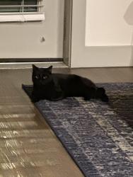 Lost Female Cat last seen The crunch, or the big target, or specs, San Marcos, TX 78666