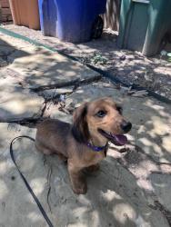 Lost Female Dog last seen airport boulevard , Houston, TX 77051