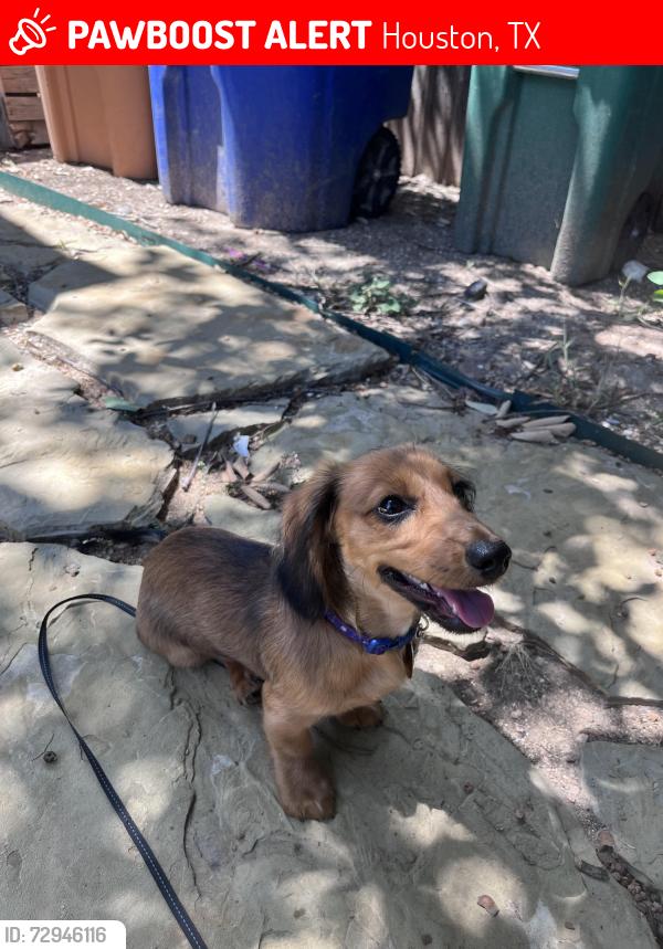 Lost Female Dog last seen airport boulevard , Houston, TX 77051