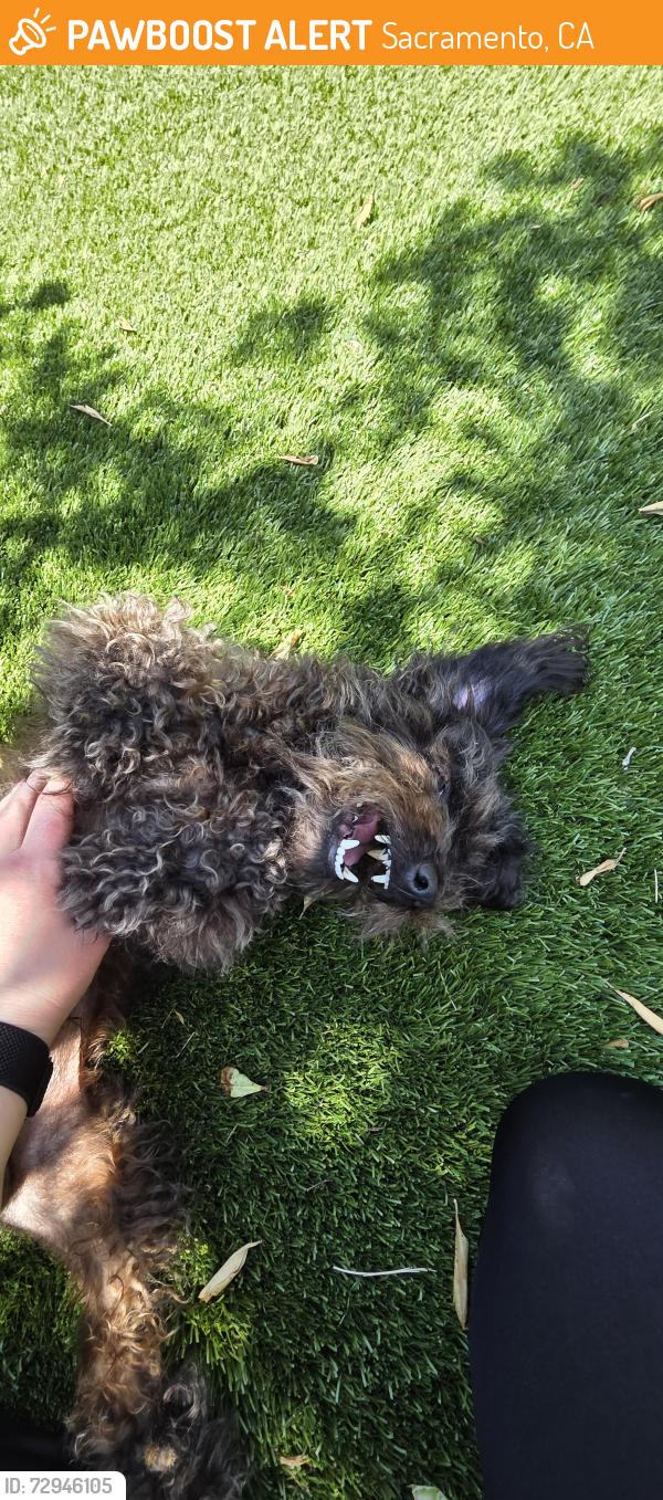 Found/Stray Male Dog last seen Pebblewood and Truxel, Sacramento, CA 95833