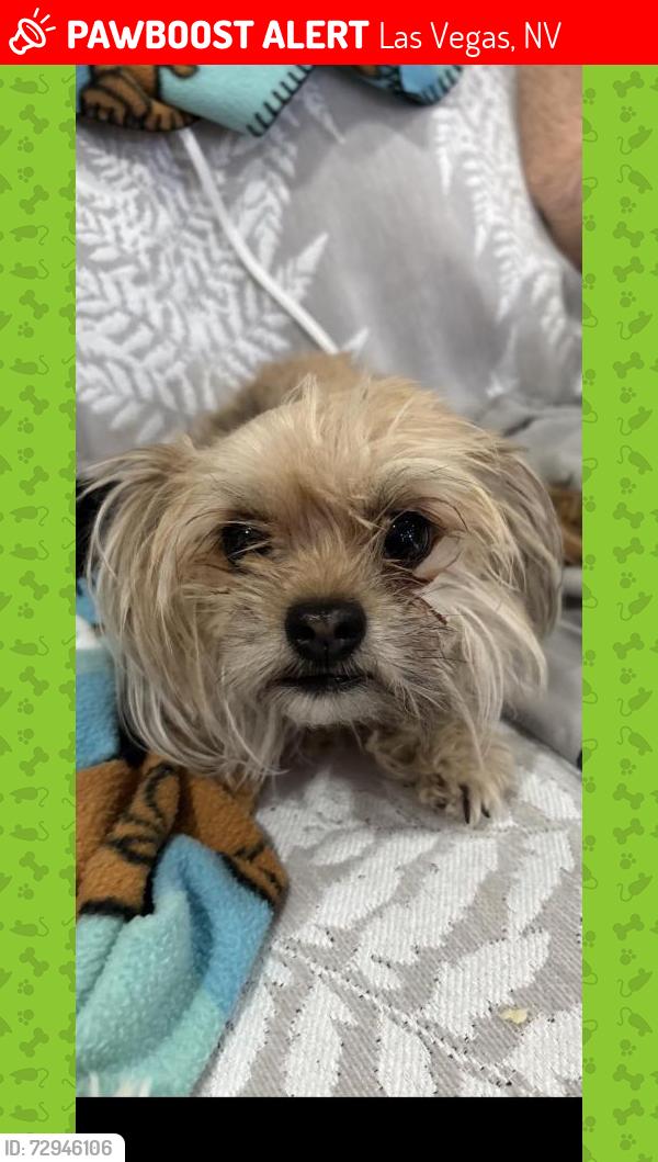 Lost Female Dog last seen Spencer and Warm Springs, Paradise, NV 89123