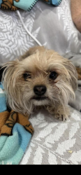 Lost Female Dog last seen Spencer and Warm Springs, Paradise, NV 89123