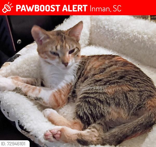 Lost Female Cat last seen Zimmerman Rd, Hampton Rd, Inman, SC 29349