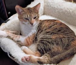 Lost Female Cat last seen Zimmerman Rd, Hampton Rd, Inman, SC 29349