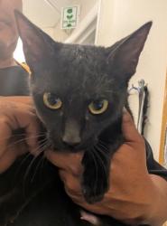 Shelter Stray Female Cat last seen Los Chavez, NM , Los Lunas, NM 87031