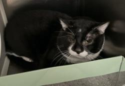 Shelter Stray Male Cat last seen Near Oxford, 21201, MD, Baltimore, MD 21230