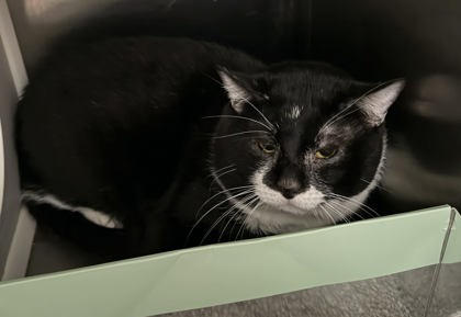 Shelter Stray Male Cat last seen Near Oxford, 21201, MD, Baltimore, MD 21230