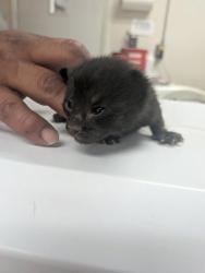 Shelter Stray Female Cat last seen Los Chavez, NM , Los Lunas, NM 87031