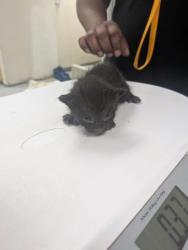 Shelter Stray Male Cat last seen Los Chavez, NM , Los Lunas, NM 87031