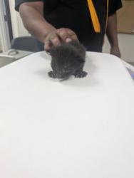 Shelter Stray Male Cat last seen Los Chavez, NM , Los Lunas, NM 87031