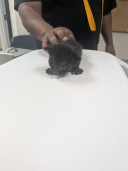 Shelter Stray Male Cat last seen Los Chavez, NM , Los Lunas, NM 87031
