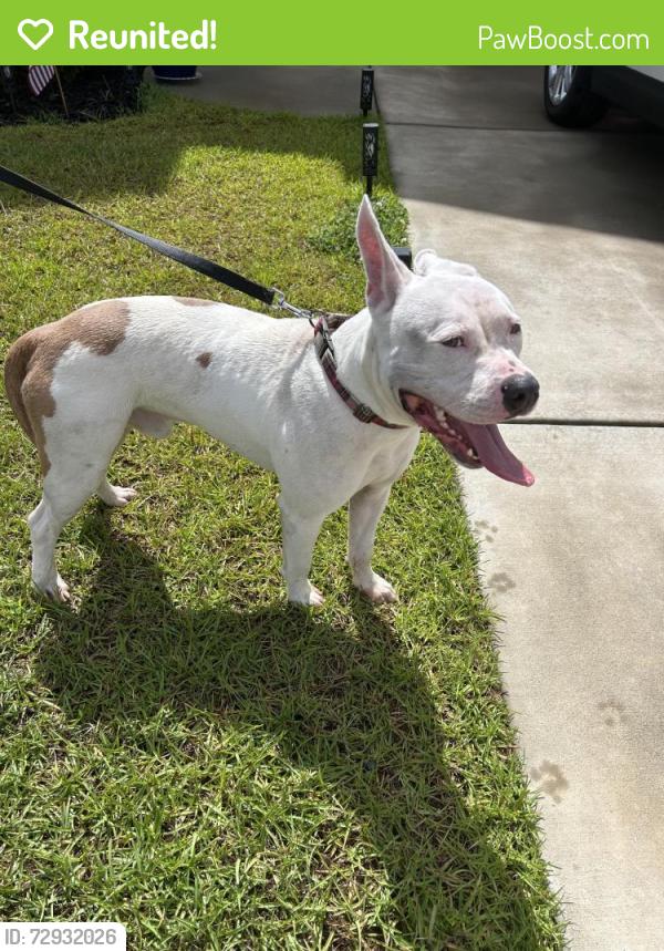 Reunited Male Dog last seen River Oaks Dr/Carolina Forest, Carolina Forest, SC 29579