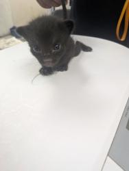 Shelter Stray Female Cat last seen Los Chavez, NM , Los Lunas, NM 87031