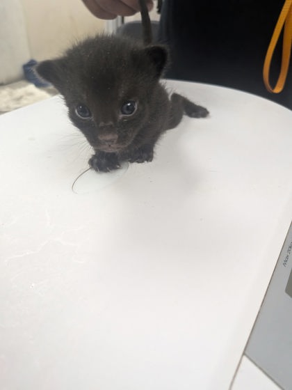 Shelter Stray Female Cat last seen Los Chavez, NM , Los Lunas, NM 87031