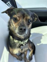 Reunited Male Dog last seen Galleria and Gibson , Henderson, NV 89011