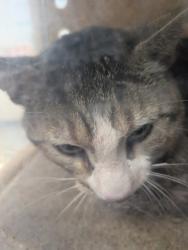 Shelter Stray Male Cat last seen Bosque Farms, NM 87068, Los Lunas, NM 87031