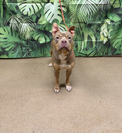 Shelter Stray Female Dog last seen Near Caledonia Dr, 29642, Anderson County, SC, Anderson, SC 29622