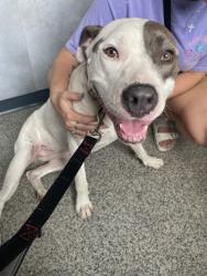 Shelter Stray Female Dog last seen Dover, NC 28526, New Bern, NC 28562