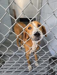 Shelter Stray Female Dog last seen Craven County, NC 28586, New Bern, NC 28562