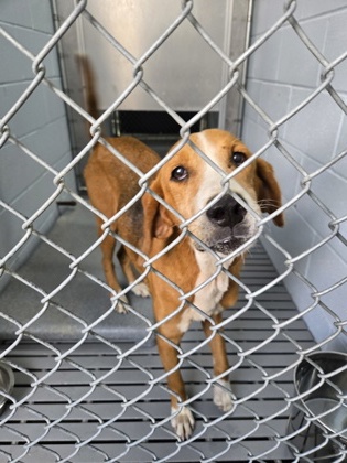 Shelter Stray Female Dog last seen Craven County, NC 28586, New Bern, NC 28562