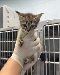 Shelter Stray Female Cat last seen Cove City, NC 28523, New Bern, NC 28562