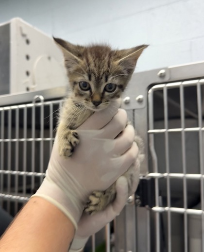 Shelter Stray Female Cat last seen Cove City, NC 28523, New Bern, NC 28562