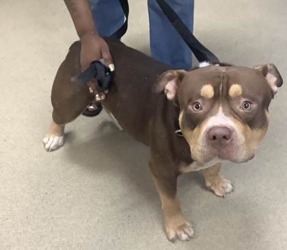 Shelter Stray Male Dog last seen , Outside Jurisdiction - Return, TX, 355 Hillshire Dr, Haslet, TX 76052, USA