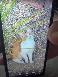 Lost Male Cat last seen Decatur and Silverado Ranch, Las Vegas, NV 89139