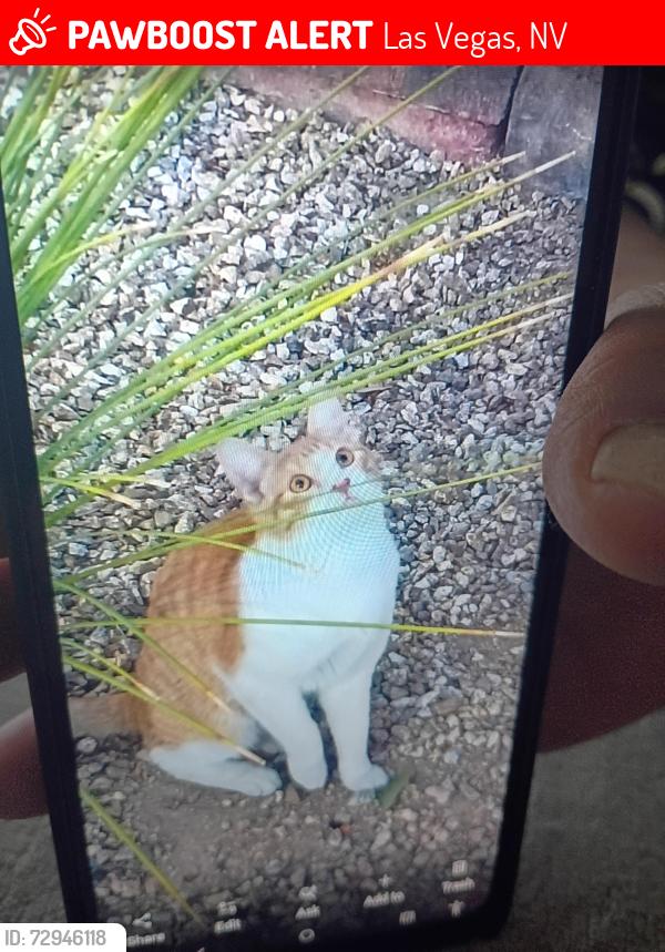 Lost Male Cat last seen Decatur and Silverado Ranch, Las Vegas, NV 89139