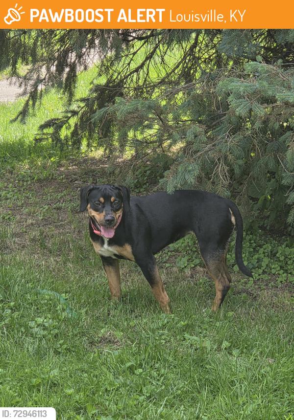 Found/Stray Female Dog last seen Wright Place, Louisville, KY 40212