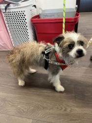Shelter Stray Male Dog last seen Roswell, GA 30076, Atlanta, GA 30336