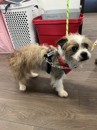 Shelter Stray Male Dog last seen Roswell, GA 30076, Atlanta, GA 30336
