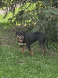 Found/Stray Female Dog last seen Wright Place, Louisville, KY 40212
