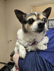 Shelter Stray Female Dog last seen Mel Hamel Park, 10080 Crocker Ranch Rd, Roseville City, CA, Roseville, CA 95678