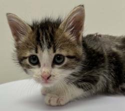 Shelter Stray Male Cat last seen Near Wornall Rd, 64111, MO, Kansas City, MO 64132